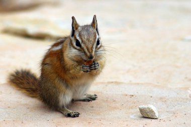 Chip munk in Canyonlands National Park, Utah clipart