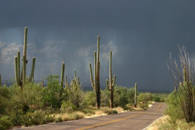 Saguaro NP 6 clipart