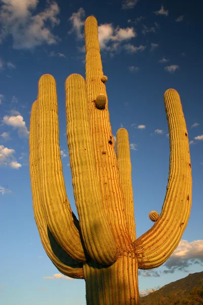 Saguaro Np 1 — Foto Stock