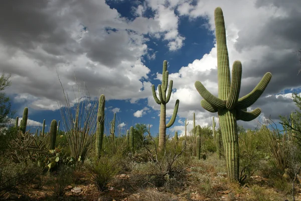 Saguaro Np 5 로열티 프리 스톡 사진