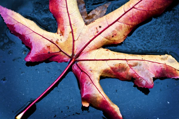 Сухой листопад — стоковое фото