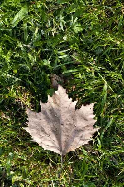 Осенние сухие листья на траве — стоковое фото