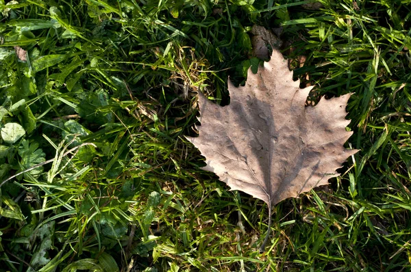Otoño hojas secas sobre hierba —  Fotos de Stock