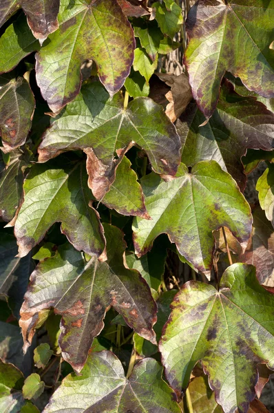 Осенние сухие листья на траве — стоковое фото