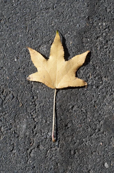 草の上の秋の乾燥した葉 — ストック写真