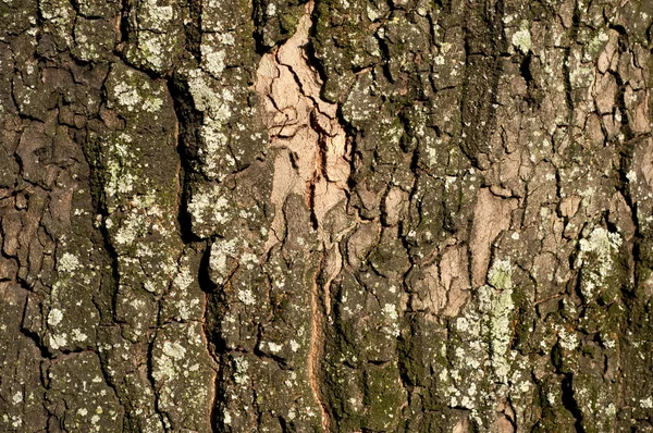 Tekstur pohon kayu — Stok Foto