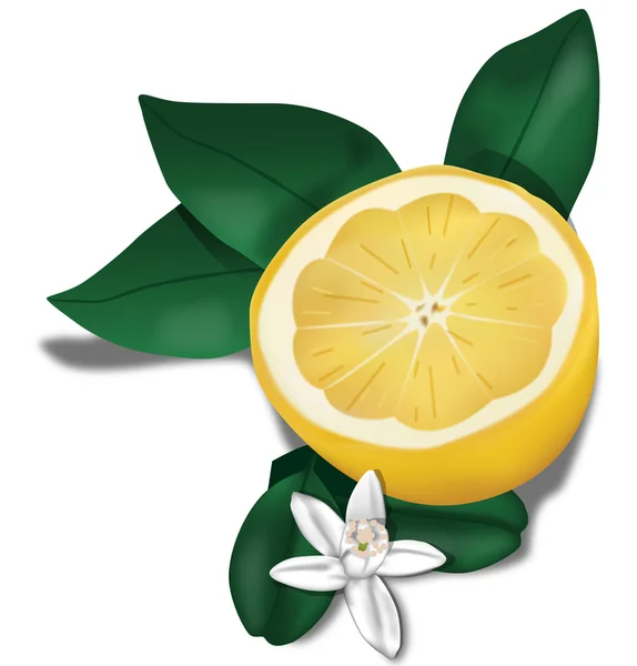 Limone biologico — Vettoriale Stock
