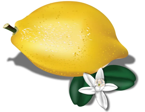 Limón biológico — Vector de stock