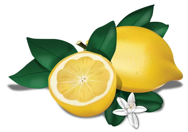 Біологічні лимон — стоковий вектор