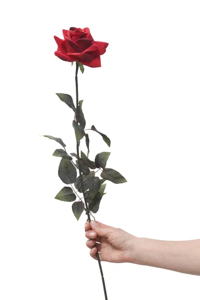 Main tenant une rose rouge — Photo