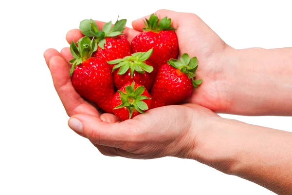 Las fresas en las manos Imagen de stock