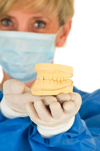 Dentista sosteniendo un molde de prótesis dental —  Fotos de Stock