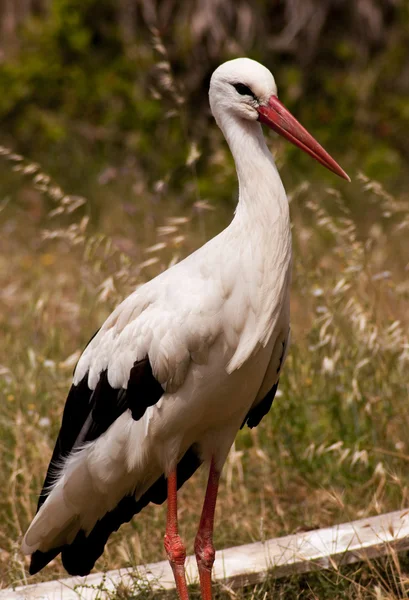 stock image Stork