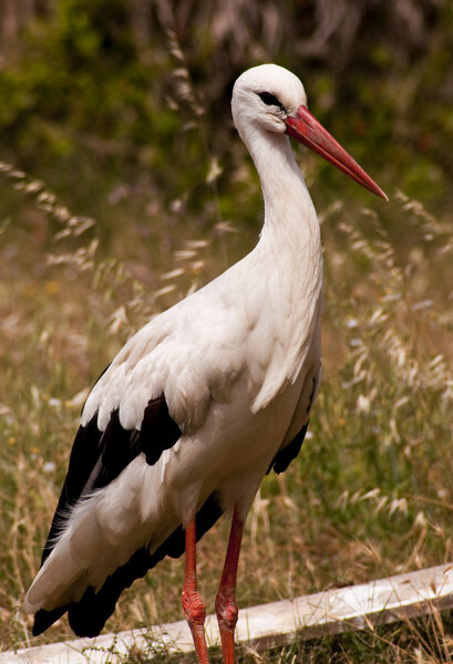 Stork