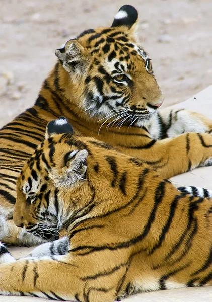 Тигри — стокове фото