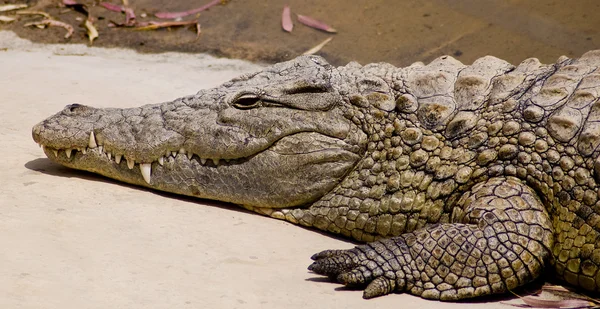Crocodile Stock Picture