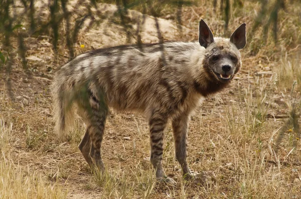 Portret van hyena — Stockfoto
