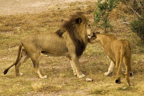 Paire Lions Avec Peu Tlc — Photo