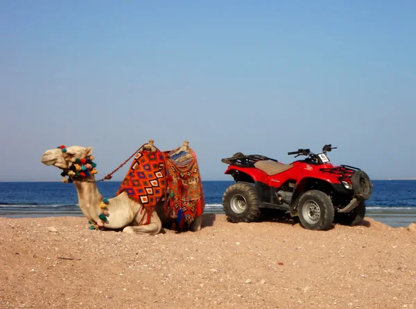 Camelo e quad — Fotografia de Stock