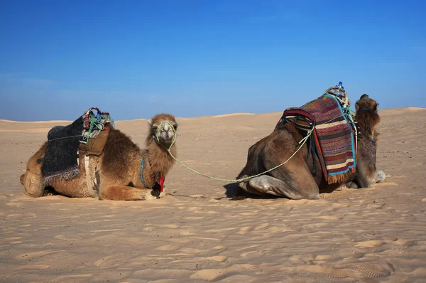Par Camellos Tomando Descanso —  Fotos de Stock