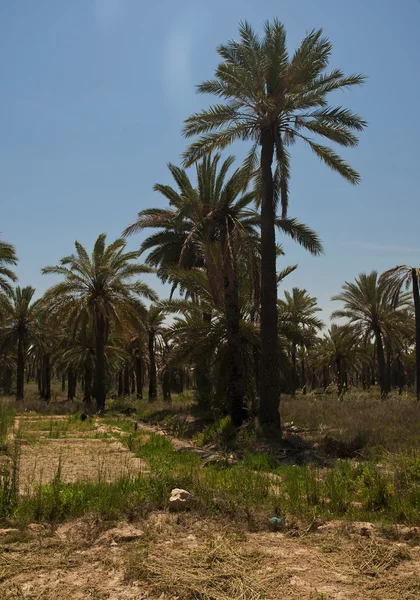 stock image Desert oasis