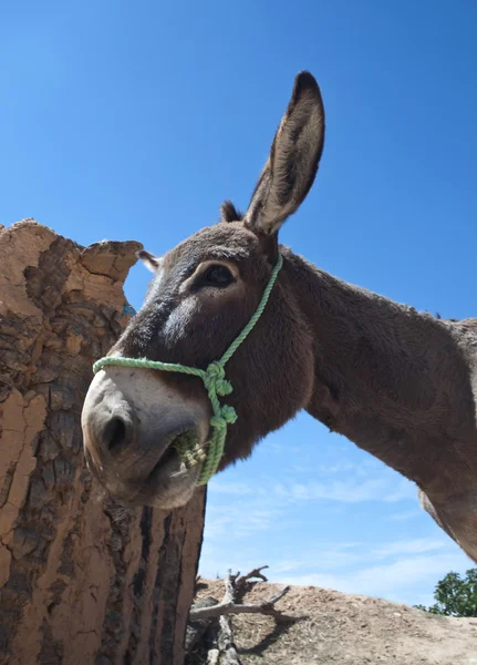 Portrait Donkey Tunisia — Stock Photo, Image