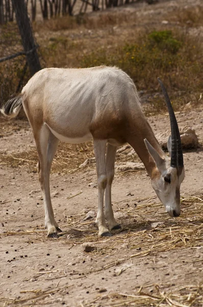 Portret Van Voeding Gazelle — Stockfoto