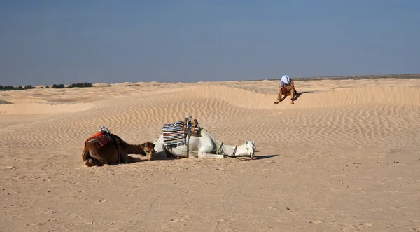 Una Guía Camellos Tomando Descanso — Foto de Stock