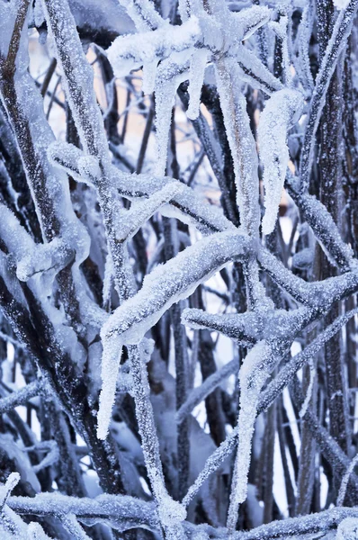 Frostige Details Des Winters Polen — Stockfoto