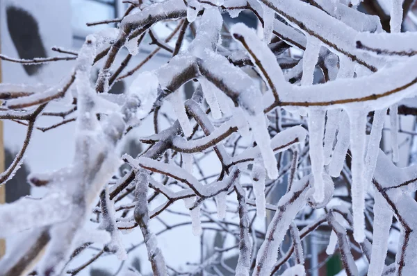 Frostiger Winter Polen — Stockfoto