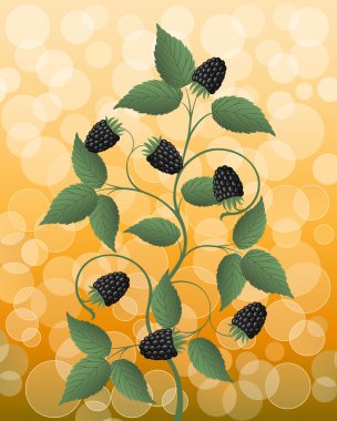 Blackberry clipart