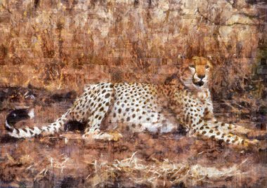 Cheetah resting clipart