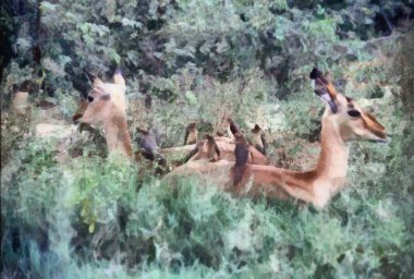 Impala dinlenme