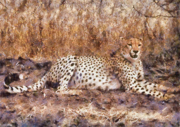 Cheetah Descanso —  Fotos de Stock