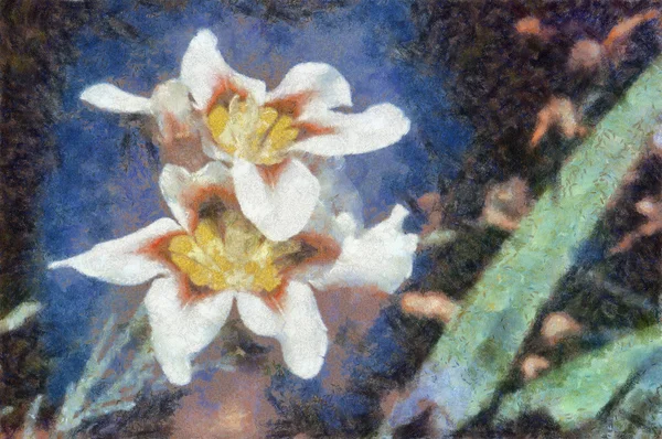 Iris blanc — Photo