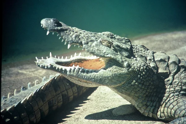 Krokodyl uśmiech — Zdjęcie stockowe
