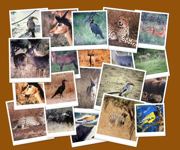 Zuid-Afrikaanse wilde leven collage — Stockfoto