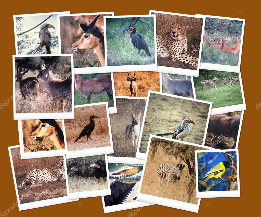 Collage Animals Stok Fotograflar Sayfa 3 Collage Animals Telifsiz Resimler Gorseller Depositphotos