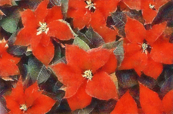 Poinsettia Vermelho Flores Com Folhas Pastéis —  Vetores de Stock