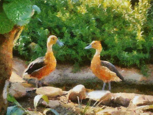 Painting Two Fluvous Whistling Duck Streas — Stock Photo, Image