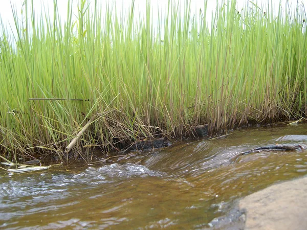 実行中の水と草 — ストック写真