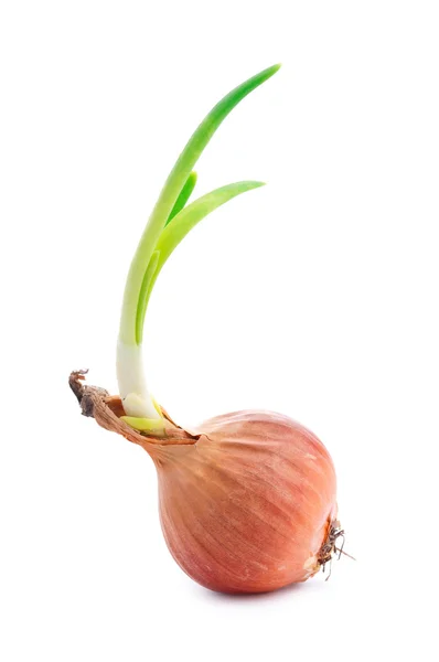 Single onion with fresh green sprouts — Stock Photo, Image