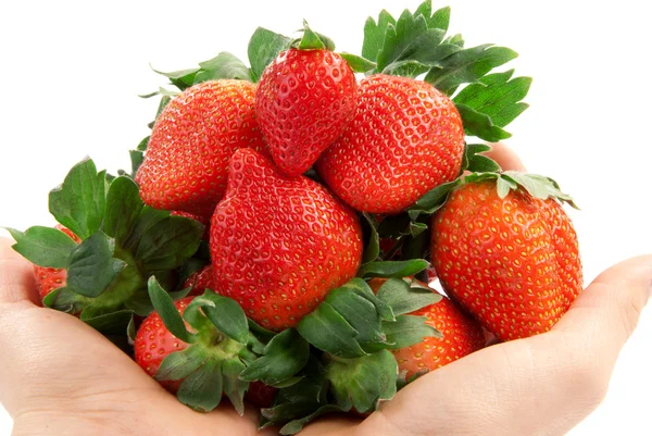 हाथों में परिपक्व ताजा कार्बनिक स्ट्रॉबेरी — स्टॉक फ़ोटो, इमेज