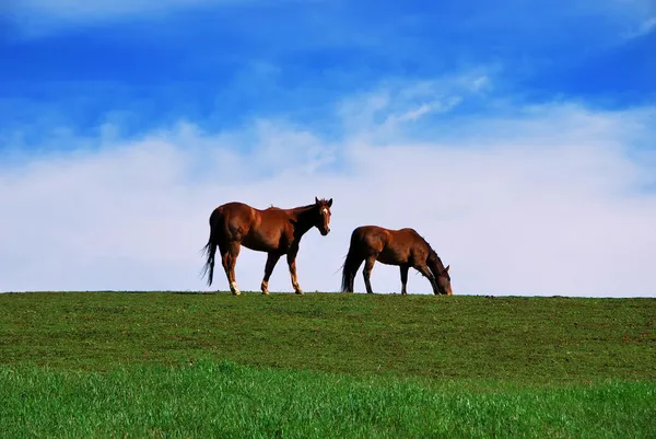 两个棕色马放牧在牧场上绿草和蓝蓝的天空云背景上 一匹马看摄像机 — 图库照片