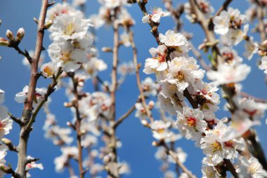 Spring almond blossom flowers in full bloom clipart