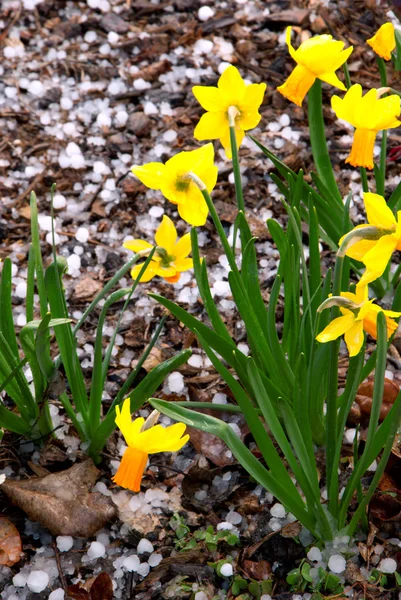 stock image Spring yelllow daffodil narcissus under hail