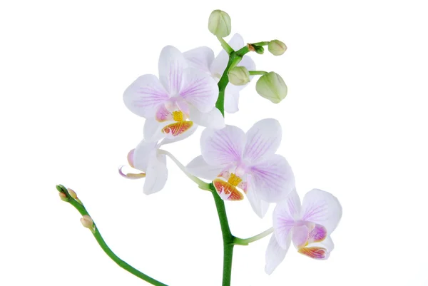 Orquídea bonita em um fundo branco — Fotografia de Stock