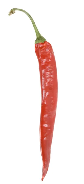 Chilly red pepper with a green stick — Stock Photo, Image