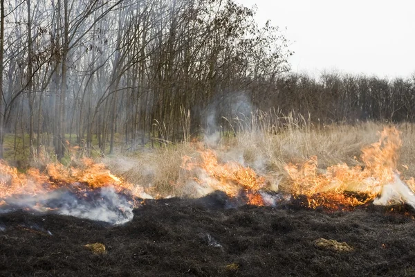 stock image Fire on the field.