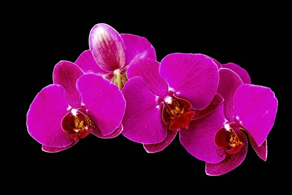 stock image Orchid